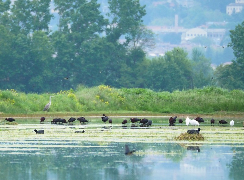 Mignattaio (Plegadis falcinellus)